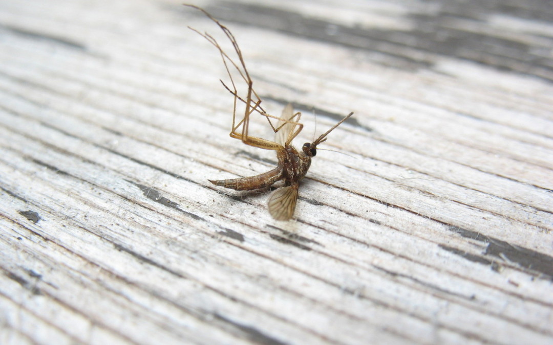 Mosquitoes